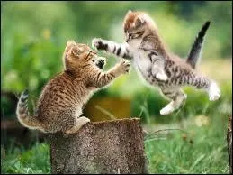 Quels diffrents types de nom de chat sont bons ?