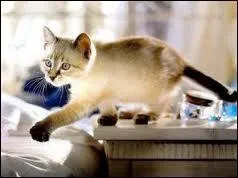 Les chats peuvent-ils marcher plus de 1 heure pour retrouver leur maison ?