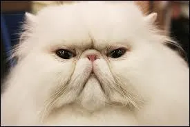 Les chats sans poils existent-ils ?