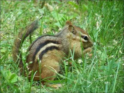 Quelle est l'espce de cet cureuil?
