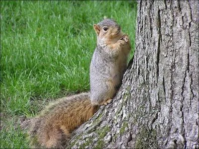 Quelle est l'espce de cet cureuil?