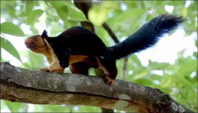 Quelle est l'espce de cet cureuil?