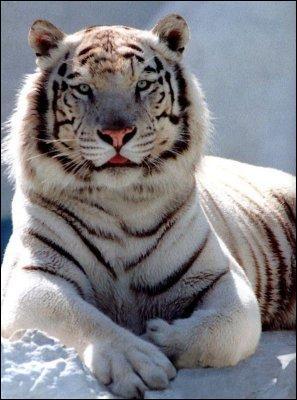 Quel est le nom anglais de cet animal ?