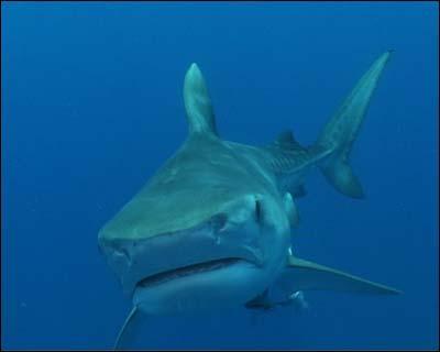 Quel est le nom anglais de cet animal ?