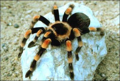 Quel est le nom anglais de cet animal ?