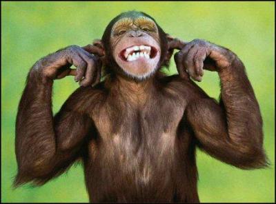 Quel est le nom anglais de cet animal ?