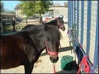 Quelle est la robe de  Kalinka de Caladon  ?