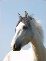 Quel est le nom des crins gris sur le front de  Rodo  ?