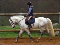 Quelle est la robe de  Flinstone  ?