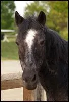 Quel est le nom de la marque blanche sur le chanfrein de  Brigandine  ?