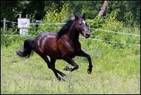 Quelle est la robe de  Undy du Passage  ?