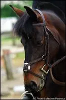 Quel est le nom de la muserolle de  Mazpa d'Arquetan  ?