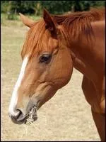 Quelle est la robe de  Sunshakita  ?