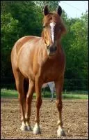 Quelle est la robe, et la marque blanche sur le chanfrein d'  Omga de la Boissele  ?