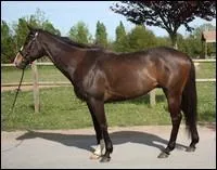 De quelle robe est  Man Chope  ?