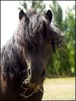 La robe de  Sushi  est ...