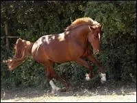 Comment s'appellent les marques blanches sur les membres de  Syrne du Frne  ?