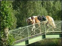 Et celle de  Lutteur de Rigne  ?