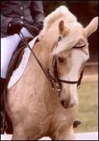 Comment s'appelle la coiffure de  King de Salac  ?