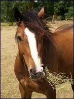 Comment s'appelle la marque blanche sur le chanfrein d'  Usiri  ? (mon dada de concours)