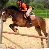 Quel est le nom de l'obstacle que saute  Mr Bojangles  ?