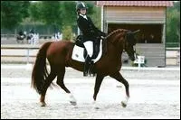 Quelle est l'activit que fait cette cavalire et  Osaka Sponte  en concours ?