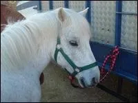 Quelle est la robe de  Dormeur  ? (vous pouvez cliquer sur l'image pour l'agrandir)