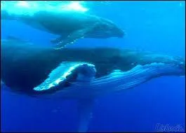 Les baleines raffolent de ce maillon crucial de la chane alimentaire des ocans que sont les masses de crustacs appeles  le krill . De quels crustacs s'agit-il ?