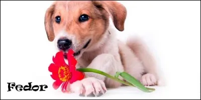 De quel prénom Fédor est-il une variante ?