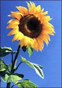 Quel personnage, (1  7), est associ  cette image ?