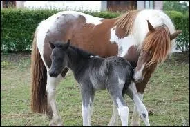 Et les pottoks de prairie ?