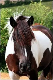 Combien psent-ils en gnral ?