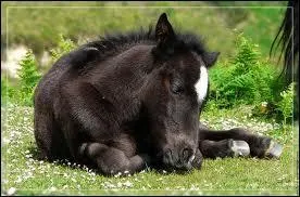 Quelles sont les trois disciplines essentielles du pottok ?