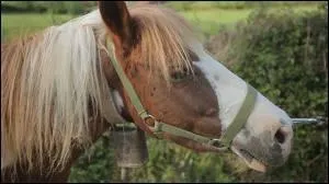 Quelle robe ce pottok de prairie possde-t-il gnralement ?