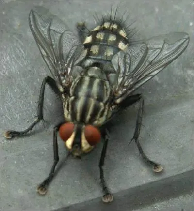 Une chanson des Ngresses Vertes, d'une majuscule qui ne veut pas dire Zorro !