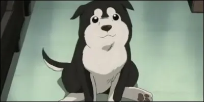 Dans quel anime voit-on Black Hayate, le chien que Riza Hawkeye ?