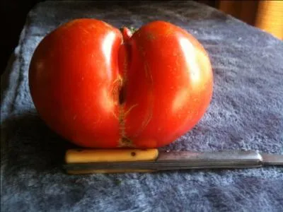 La nature nous joue des tours, elle a d s'inspirer du peintre Courbet pour crer dans mon potager cette tomate coquine, agrandissez-la et dites-moi quelle est sa varit.