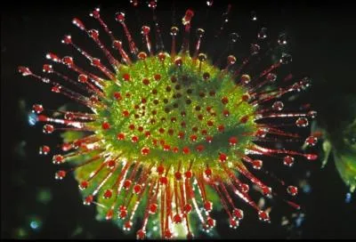 Certaines plantes carnivores sont capables de manger des souris, lesquelles ?