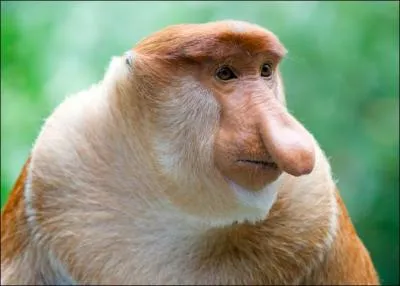 Prouvez que vous avez du flair, en vitant que je vous tire les vers du nez !