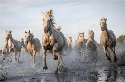 Vous vous tes chapp(e) de prison, vous tes ...