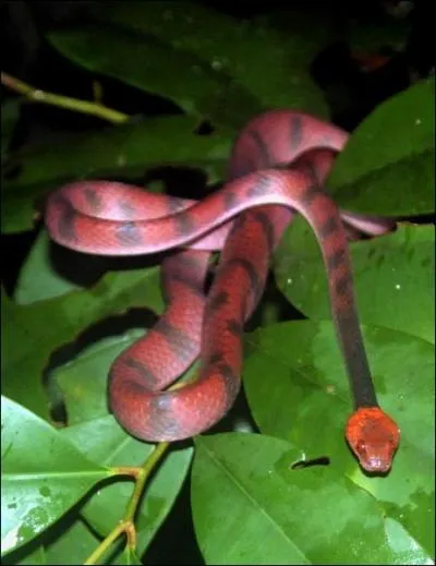 Trouvez cette expression signifiant  profiter de la gnrosit de quelqu'un  !