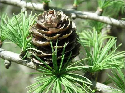 Quel particularit possde le mlze ?