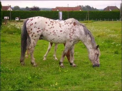 Comment s'appelle un cheval castr ?