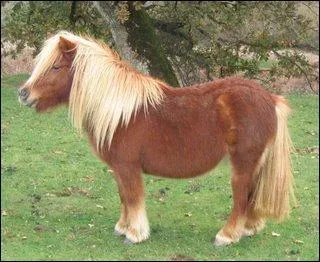 Quelle partie de cette liste fait partie de l'arrire-main ?