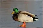 Voici un beau canard. La femelle s'appelle -----.