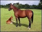 Et la femelle du cheval, quel est son nom ?