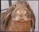 Lorsque l'on parle de ce type de lapin, aux oreilles pendantes, on parle d'un ----.