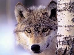 Quiz Nature, cologie