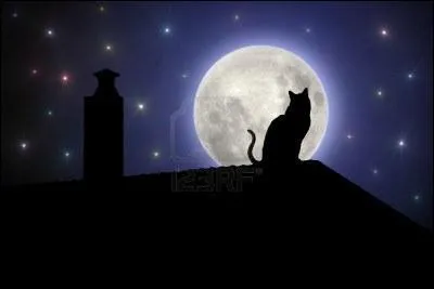 Les chats peuvent voir dans le noir :