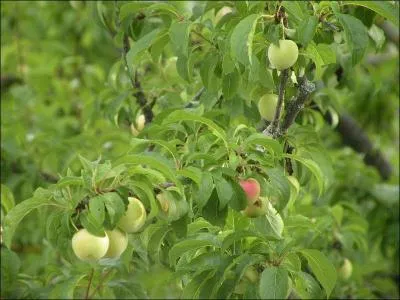 Quel fruit fait l'objet d'une fte au mois d'aot ?